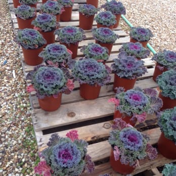 Chambers Nursery Garden Center - Pretty - Nurseries & Gardening Near Me - Irving, Texas