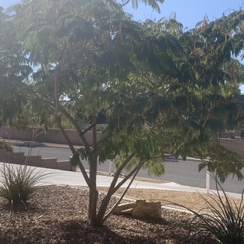 Mason's Treescape - Tree Services Near Me - Hesperia, California Mason's Treescape - Tree Services Near Me - Hesperia, California