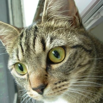 Black Cat Rescue - Sophia - Animal Shelters Near Me
