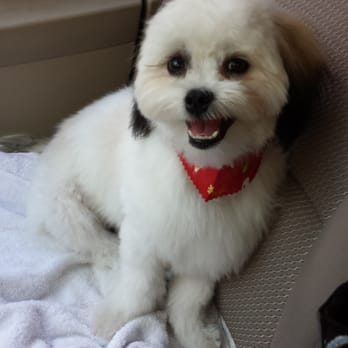Wan Wan Paradise - Epi's 2nd haircut! My handsome boy is always so happy! - Pet Groomers Near Me - Honolulu, Hawaii