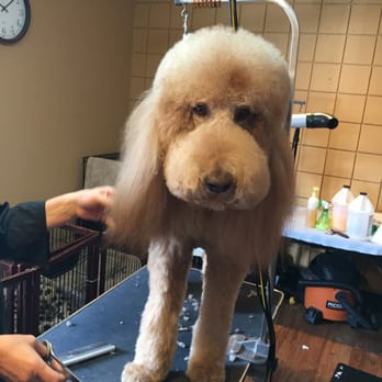 Gloria's Pet Salon - Pet Groomers Near Me - La Jolla, California