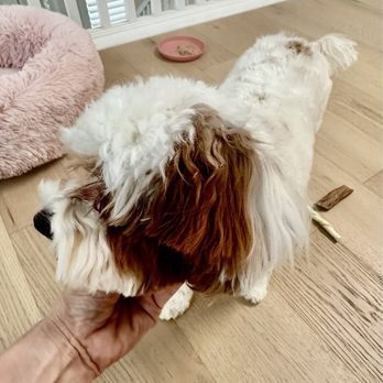 Kontota Grooming - Pet Groomers Near Me - Aubrey, Texas Kontota Grooming - Pet Groomers Near Me - Aubrey, Texas
