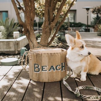 OC Pet Sitters - I'll just sit here and pretend to look lost - I mean cute!
#Dogwalk!
#Petsitting #LaderaRanch #OrangeCounty
#LagunaBeach - Dog Walkers Near Me - LADERA RANCH, California
