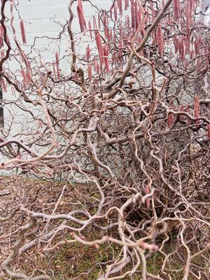 Cylburn Arboretum by null