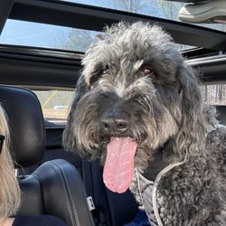 PetSuites Braselton - My Georgia. She's a Goldendoodle and 10 years old.