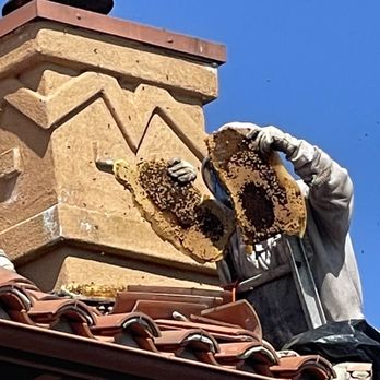 Oc Bee Guy - Removing the hive - Pest Control Near Me - Anaheim, California Oc Bee Guy - Removing the hive - Pest Control Near Me - Anaheim, California