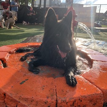 Play. Wash. Pint. - Enjoying the cool and clean water - Dog Parks Near Me - Chattanooga, Tennessee Play. Wash. Pint. - Enjoying the cool and clean water - Dog Parks Near Me - Chattanooga, Tennessee