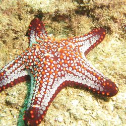 Goose's Scuba Shack - Cushion Starfish