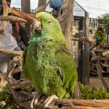Free Flight - Animal Shelters Near Me - Del Mar, California