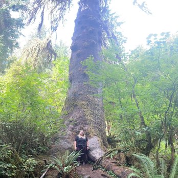 Hoh Rainforest - Check out the tall tree! - Hiking Near Me - Forks, Washington Hoh Rainforest - Check out the tall tree! - Hiking Near Me - Forks, Washington