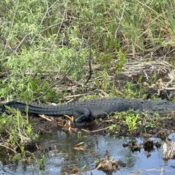 Airboat Rides Fort Lauderdale - Gator