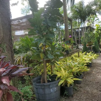 Pop's Nursery - Nurseries & Gardening Near Me - Hollywood, Florida