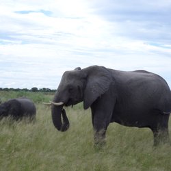 Cruise Planners - Jan McDiarmid - Our African Safari to Botswana