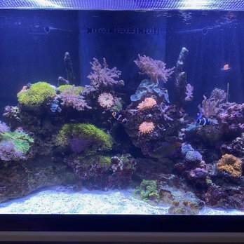 Water World Aquatics - How it's going! - Aquarium Services Near Me