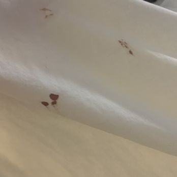 Aloft by Marriott Austin Airport - Blood on sheets - Hotels Near Me - Austin, Texas Aloft by Marriott Austin Airport - Blood on sheets - Hotels Near Me - Austin, Texas