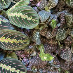 Equinox Botanical Boutique