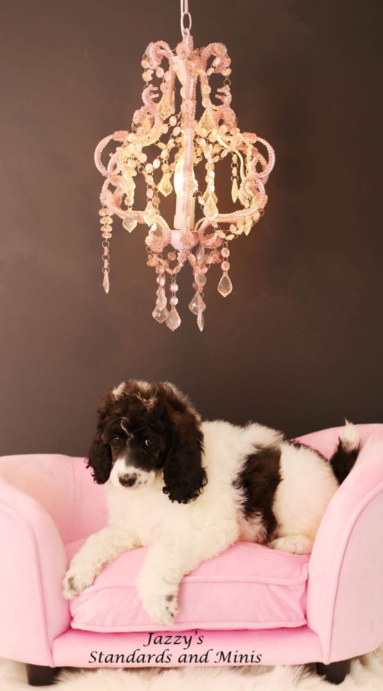 JAZZY’S STANDARDS AND MINIS POODLES Request Information 2112 N