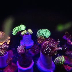 Nick’s Reef