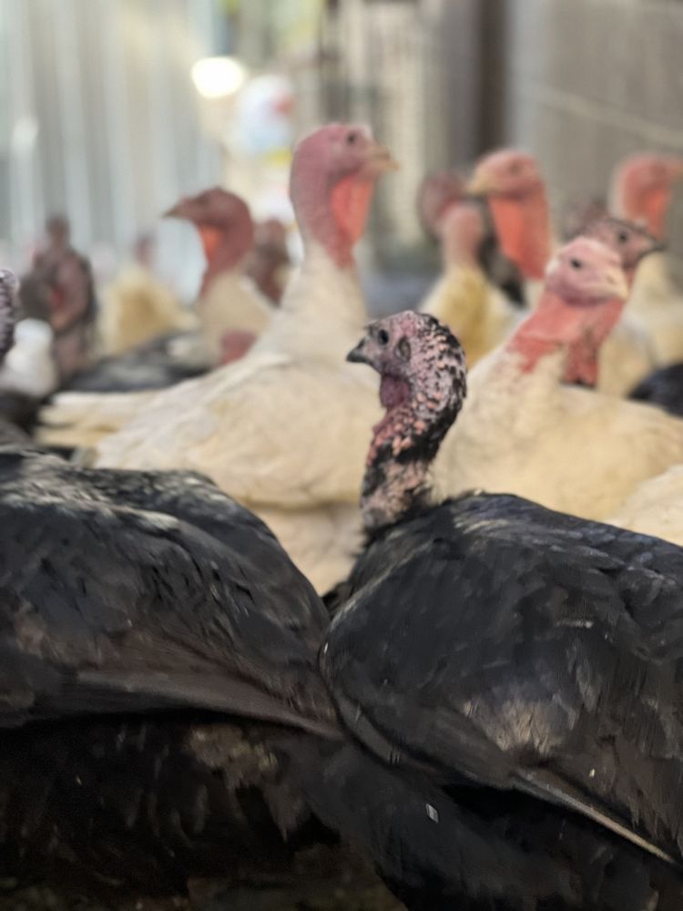 AMIGOS FRESH POULTRY Updated July 2024 28 Photos 1218 Venice Blvd