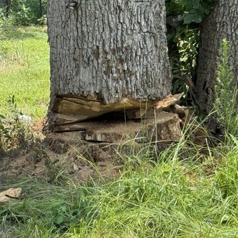 Texas Treescaping Experts - Don't even ask... hahaha this was not Mr Brent's doing... - Tree Services Near Me - Wills Point, Texas Texas Treescaping Experts - Don't even ask... hahaha this was not Mr Brent's doing... - Tree Services Near Me - Wills Point, Texas