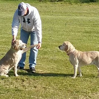 The Pet Buddy Service - The Pet Buddy Service - Pet Sitting Near Me - Jackson, Michigan The Pet Buddy Service - The Pet Buddy Service - Pet Sitting Near Me - Jackson, Michigan