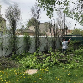 Able Tree Experts - Tree Services Near Me - Shelby Township, Michigan