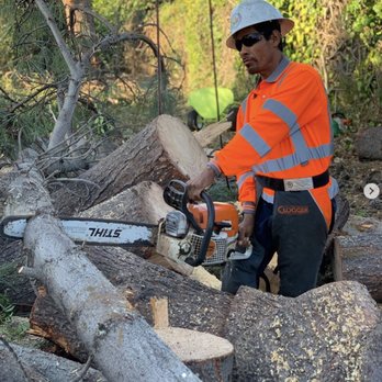 Personalized Tree Service - Meet Marcelino, one of our best tree climbers. He's having some fun with the big saws. - Tree Services Near Me Personalized Tree Service - Meet Marcelino, one of our best tree climbers. He's having some fun with the big saws. - Tree Services Near Me