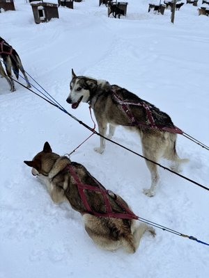 Jackson Hole Iditarod Sled Dog Tours by null