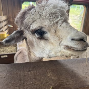 Buck Brook Alpacas - Attraction Farms Near Me - Roscoe, New York Buck Brook Alpacas - Attraction Farms Near Me - Roscoe, New York