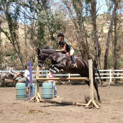 Hidden Fox Farm - Fun Show at HFF