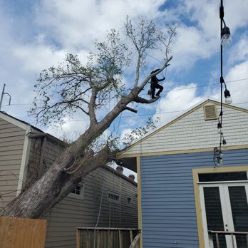 C's Tree Service - Fallen Tallow tree removal in the Irish Channel following Hurricane Ida. No lift access? No problem! - Tree Services Near Me C's Tree Service - Fallen Tallow tree removal in the Irish Channel following Hurricane Ida. No lift access? No problem! - Tree Services Near Me