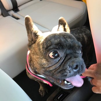 Clips N' Snips - My Frenchie after her grooming. - Pet Groomers Near Me - Clifton, New Jersey Clips N' Snips - My Frenchie after her grooming. - Pet Groomers Near Me - Clifton, New Jersey