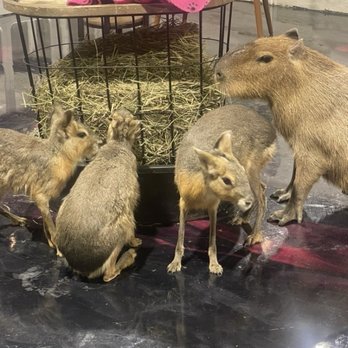 Capybara Cafe - Themed Cafes Near Me - St. Petersburg, Florida Capybara Cafe - Themed Cafes Near Me - St. Petersburg, Florida
