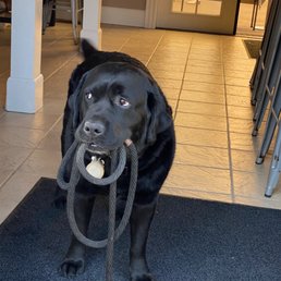 a black dog with a rope in its mouth