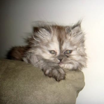 Furry Dream - Our 2-month old kitten. - Pet Adoption Near Me - Brooklyn, New York