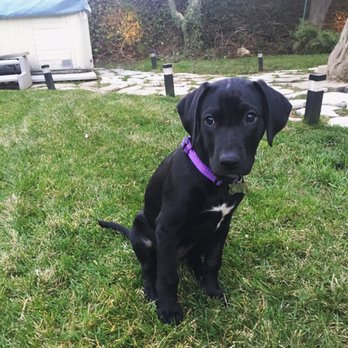 Karma Dog Training - Pet Training Near Me - Granada Hills, California Karma Dog Training - Pet Training Near Me - Granada Hills, California