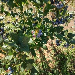 Blueberry bushes