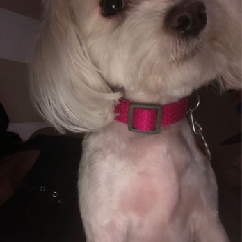 PetSmart - Pet Stores Near Me - San Antonio, Texas