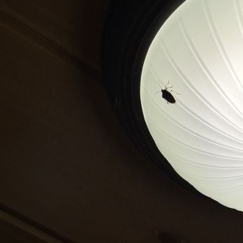 Jackson Mountain Rentals - Bugs on lights - Vacation Rentals Near Me - Gatlinburg, Tennessee