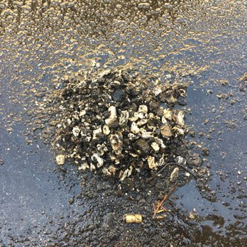 Drain Assist - Grease from jetting kitchen line - Plumbing Near Me - San Jose, California Drain Assist - Grease from jetting kitchen line - Plumbing Near Me - San Jose, California