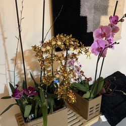 Another photo of all the beautiful orchids I got from there