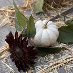 Pumpkin Patch at Webb Ranch - A small white pumpkin and a burgundy sunflower on a bed of hay
