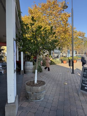 Hog Island Larkspur by null