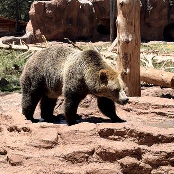 Bearizona - Bear so close! - Zoos Near Me - Williams, Arizona