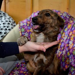 Angel's Furry Friends Rescue - Mishka