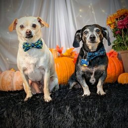 Dapper dogs after a spaw day.