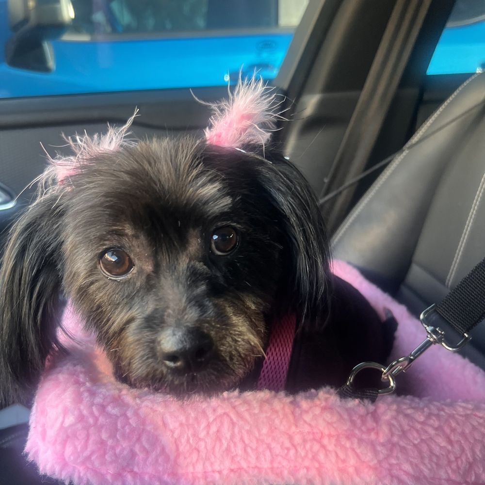 Groomingdales - Pet Groomers Near Me - Las Vegas, Nevada Groomingdales - Pet Groomers Near Me - Las Vegas, Nevada