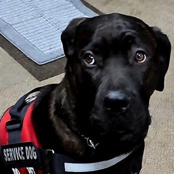 Phillips Command Dogs - Pet Training Near Me - Olean, New York Phillips Command Dogs - Pet Training Near Me - Olean, New York