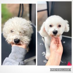 Dapper Dogs Mobile Pet Grooming - Frost.