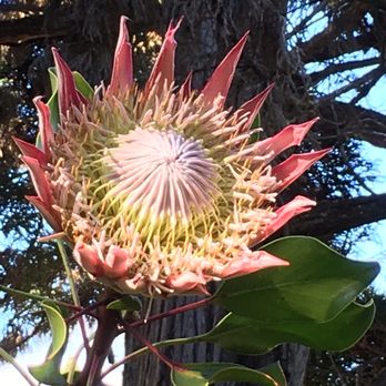 Cafe Ono - A king protea bush at gallery entrance - Coffee & Tea Near Me - Volcano, Hawaii